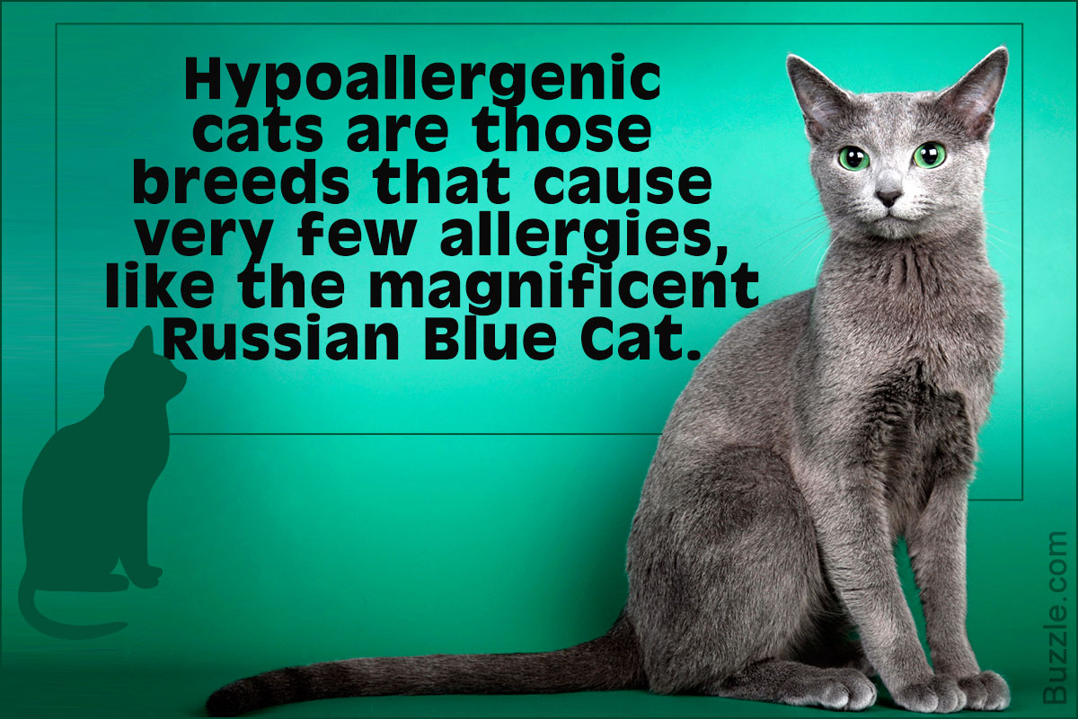 Cat Breeds for People With Allergies Beattie Pet Hospital